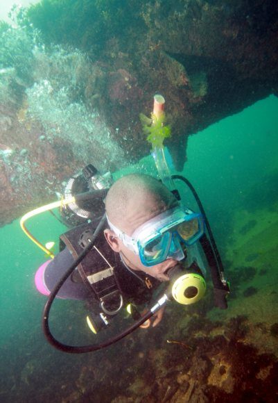 dive internship