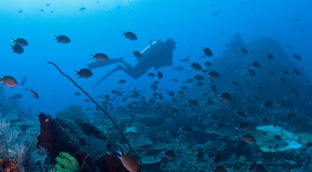 Divemaster internship prices