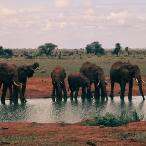 elephants Ngutuni