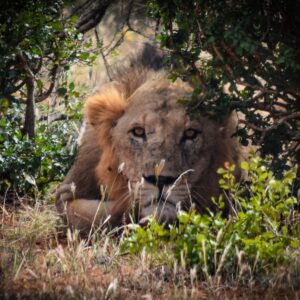 Lion at Ngutuni