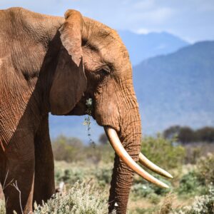 elephant at Ngutuni