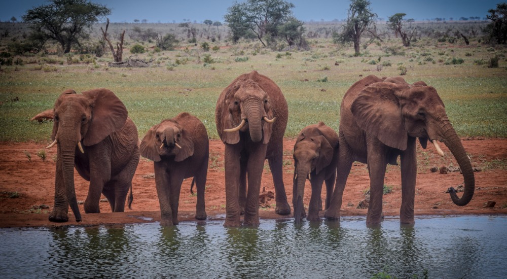 Elephants at Ngutuni Lodge Tsavo