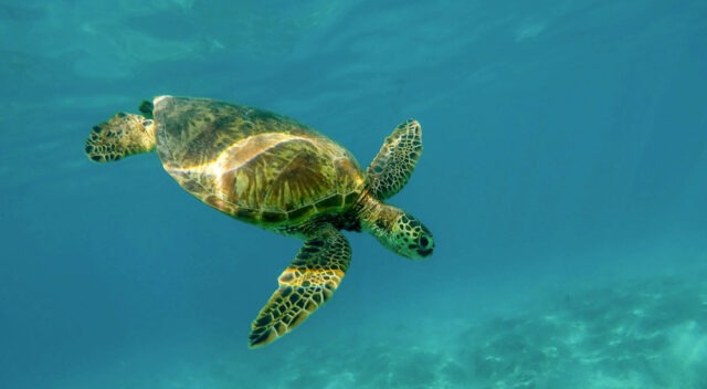 Choose Diani- Turtle marine life