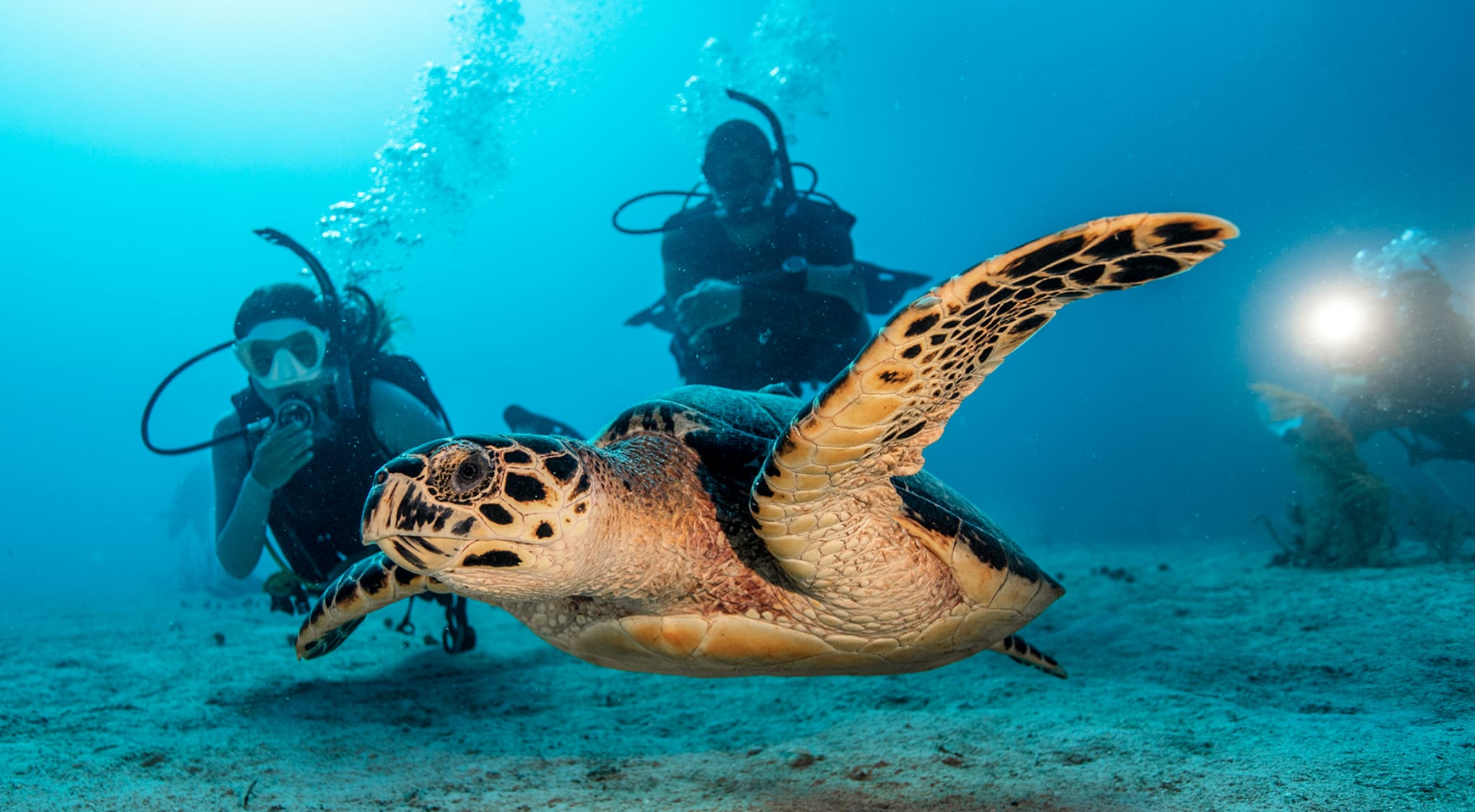 Dive diani turtle